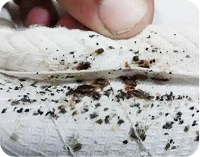 سم پاشی سوسک سم پاشی سوسک