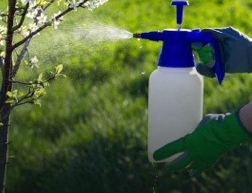 مبارزه مؤثر با سوسک، مورچه و حشرات موذی